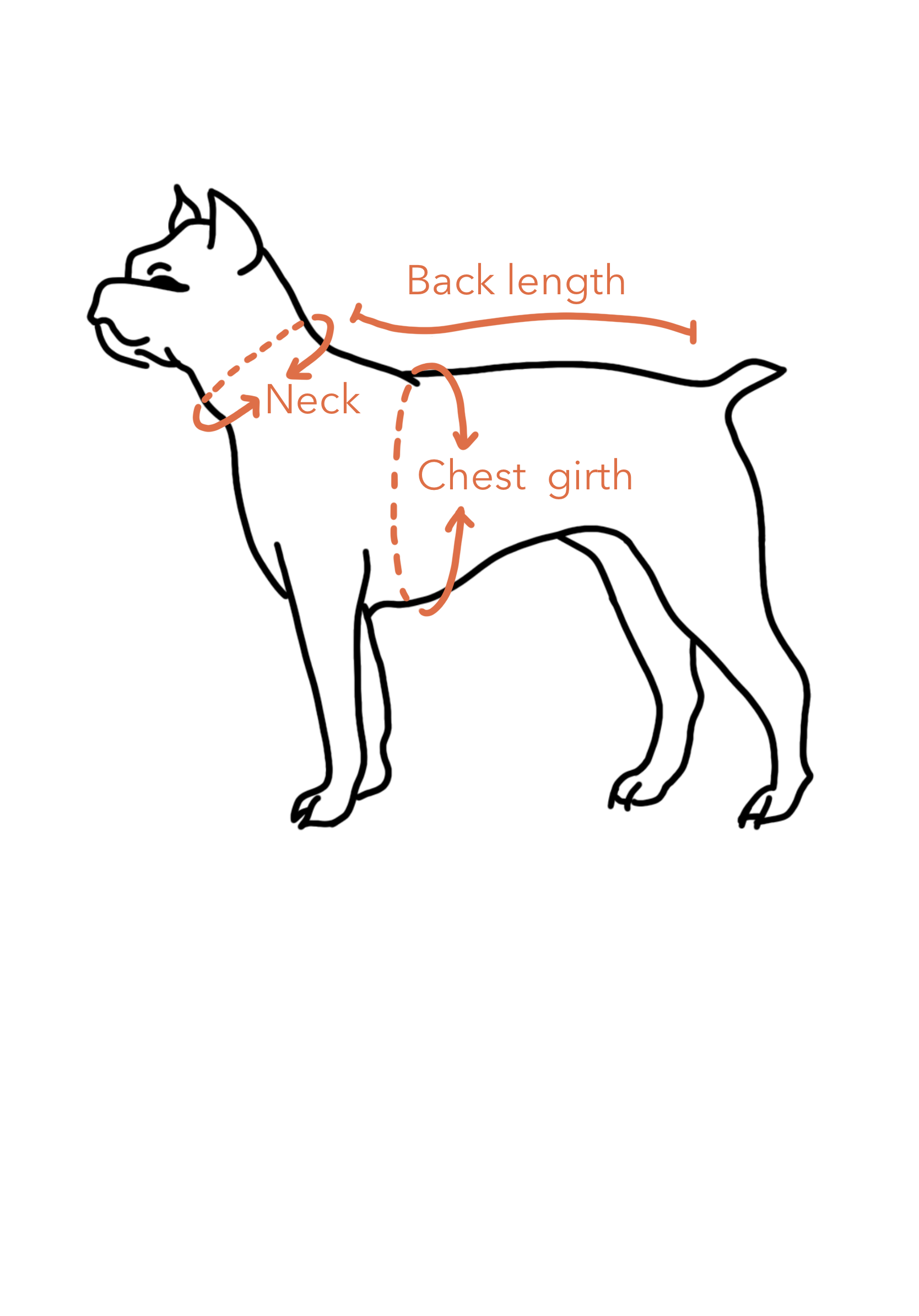What Is The Average Girth Of A German Shepherd
