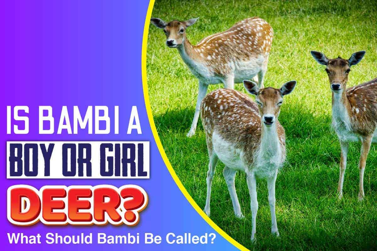 Is Bambi A Boy Or Girl Deer? What Should Bambi Be Called? Snoop Lion(05)