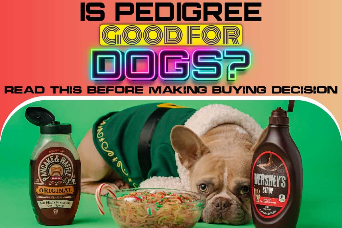 Is Pedigree Good For Dogs? Read This Before Making Buying Decision