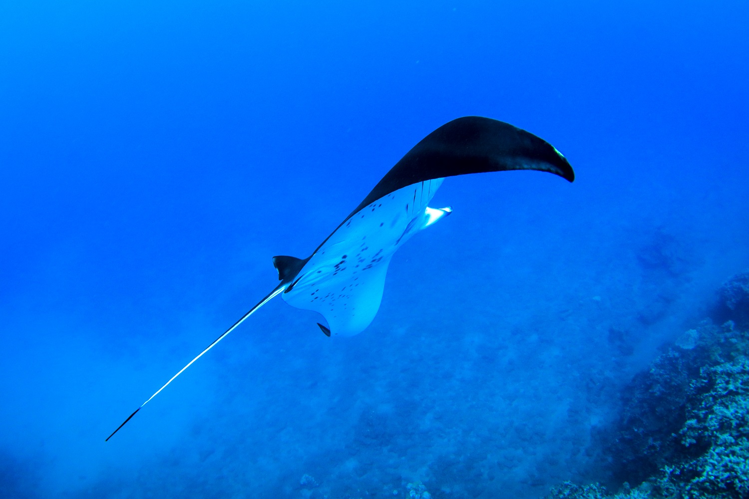 Teralani Maui Premier Snorkel Snorkel Bob's