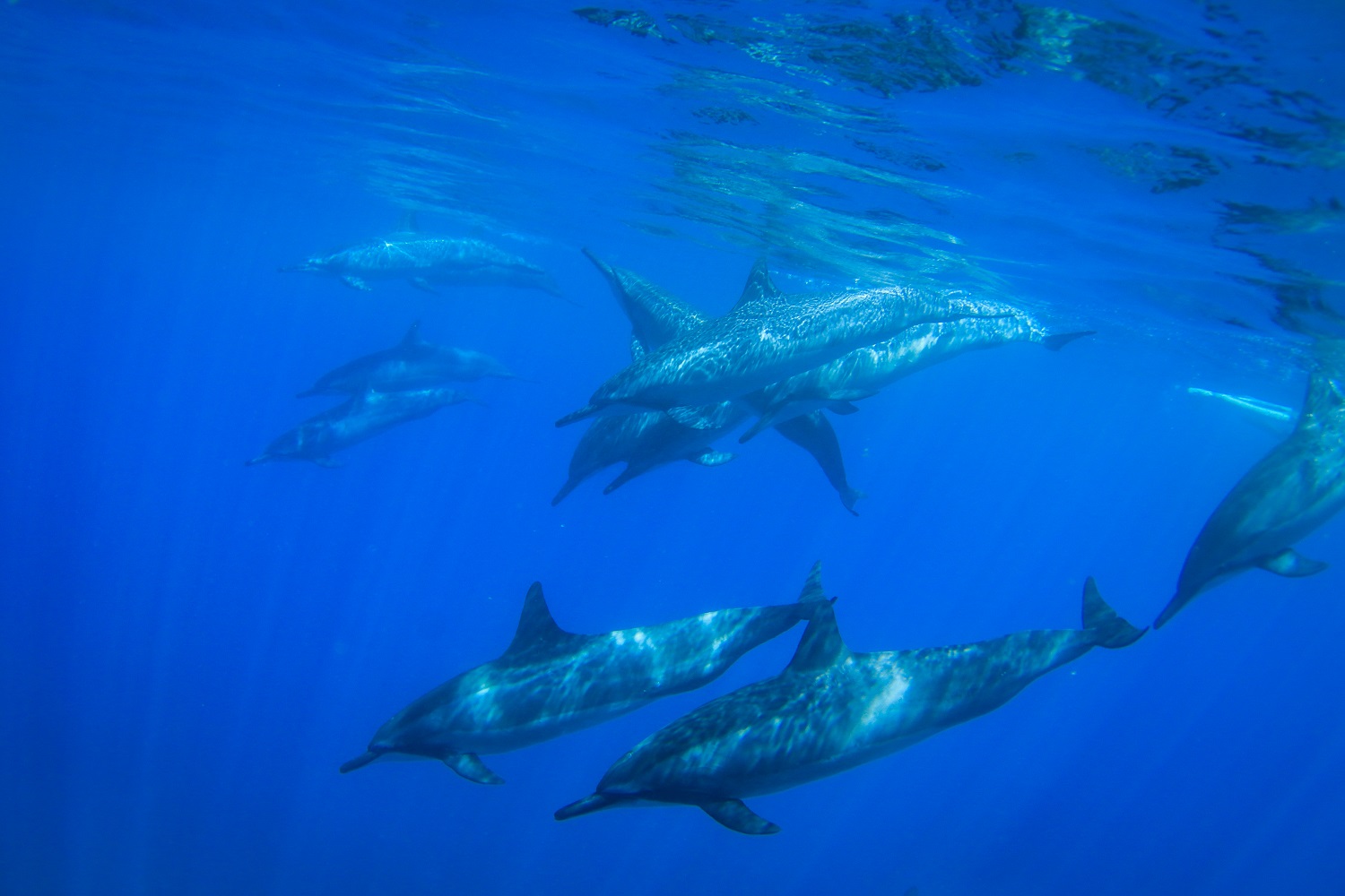 Teralani Maui Premier Snorkel Snorkel Bob's