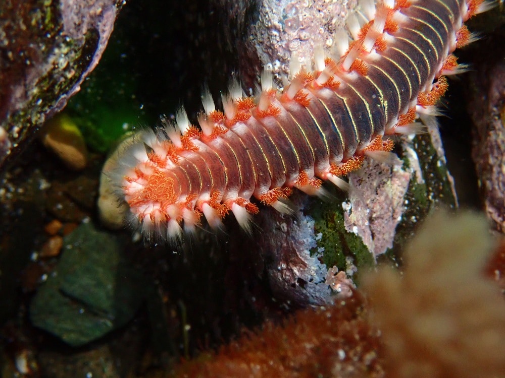 Bearded fireworm About Hermodice carunculata Snorkel Things