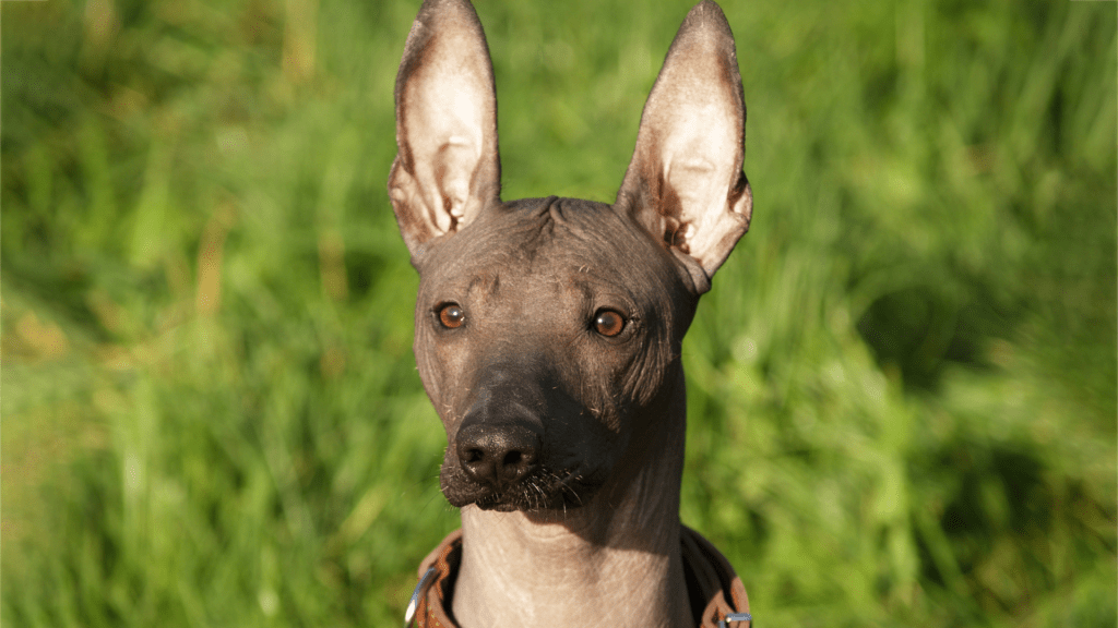 Xoloitzcuintle Full Breed Info Appearance, Feeding, Images
