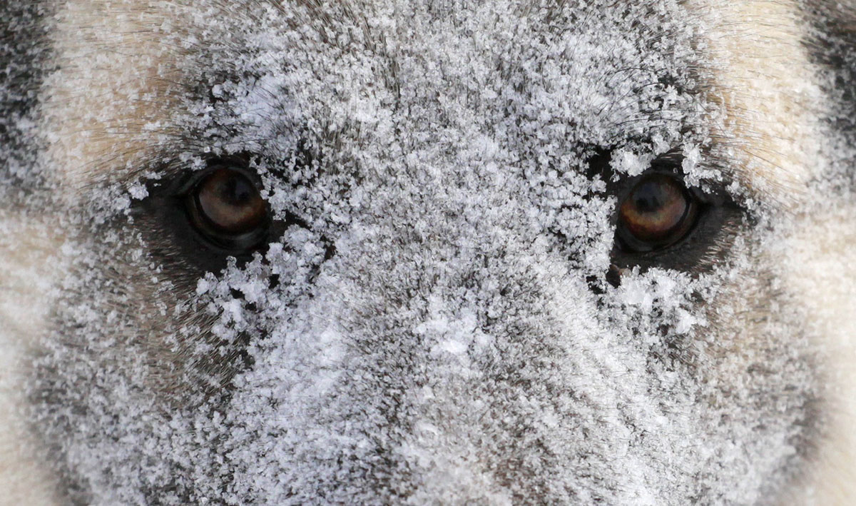 The 20 Best Cold Weather Dog Breeds SnowBrains