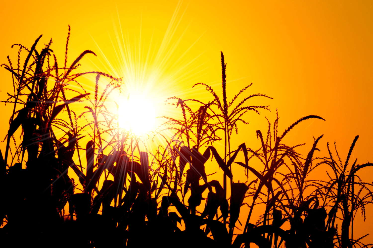 NOAA MidJune Outlook For The United States Hot & Dry Weather