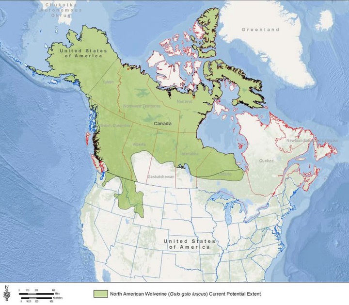 [VIDEO] Rare Wolverine Sighting in the Teton Range, WY SnowBrains