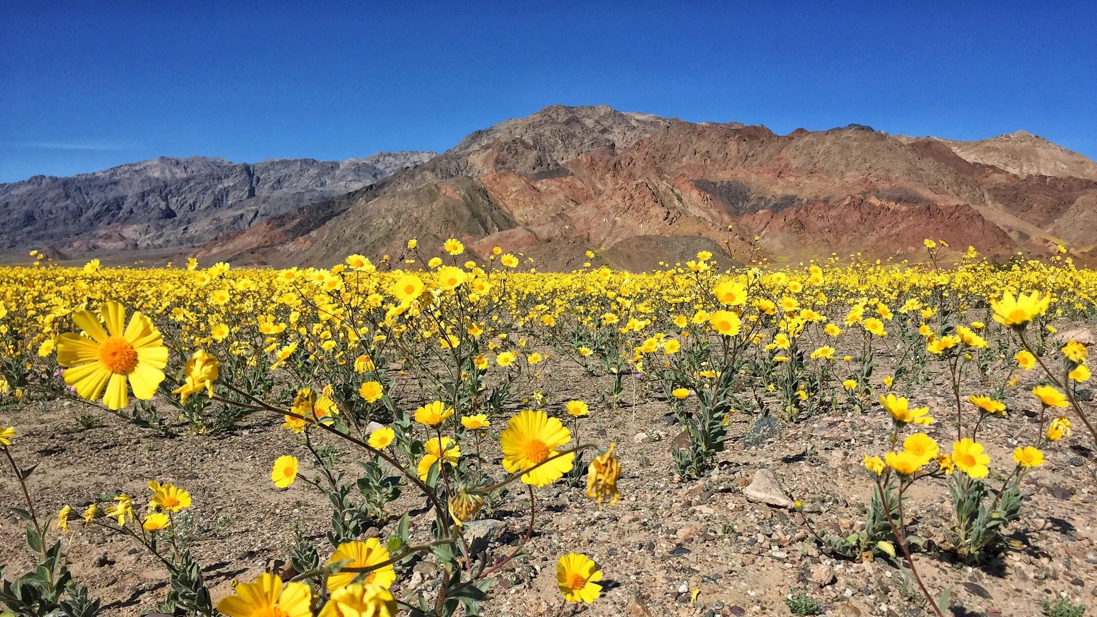 Pahrump Summer Lawn Preparation Tips Snowden Designs