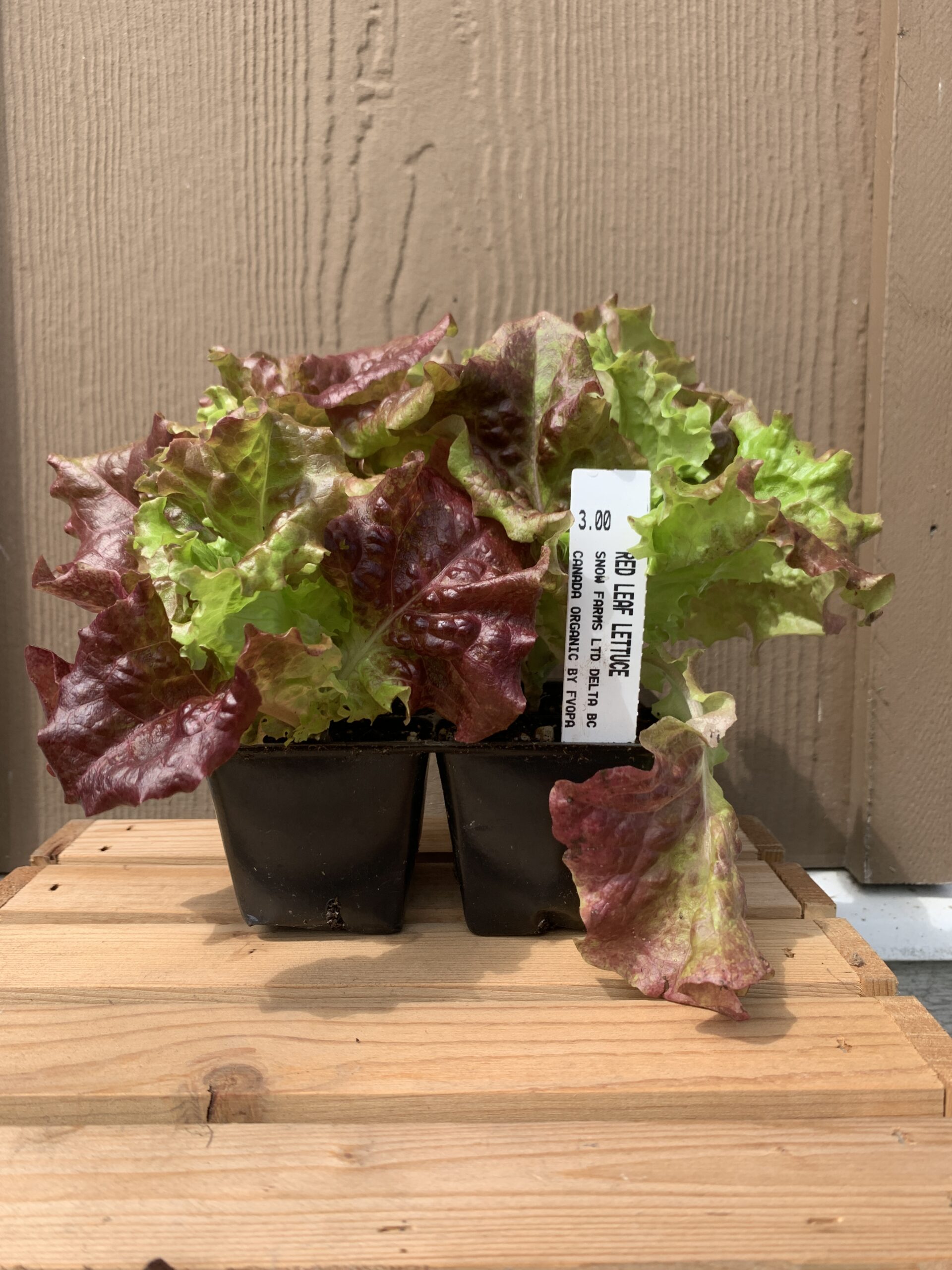 Red Leaf Lettuce Plant Snow Farms