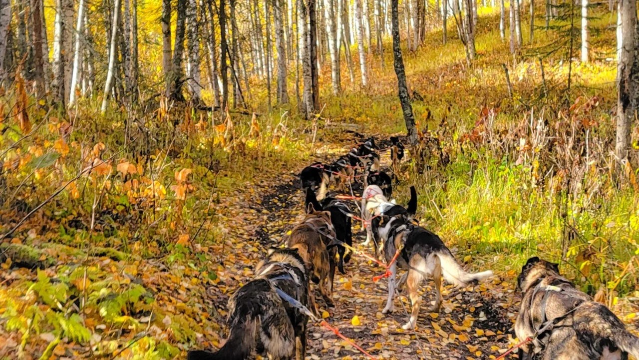 Fall Dog Sled Tour near Anchorage, Alaska Book Now