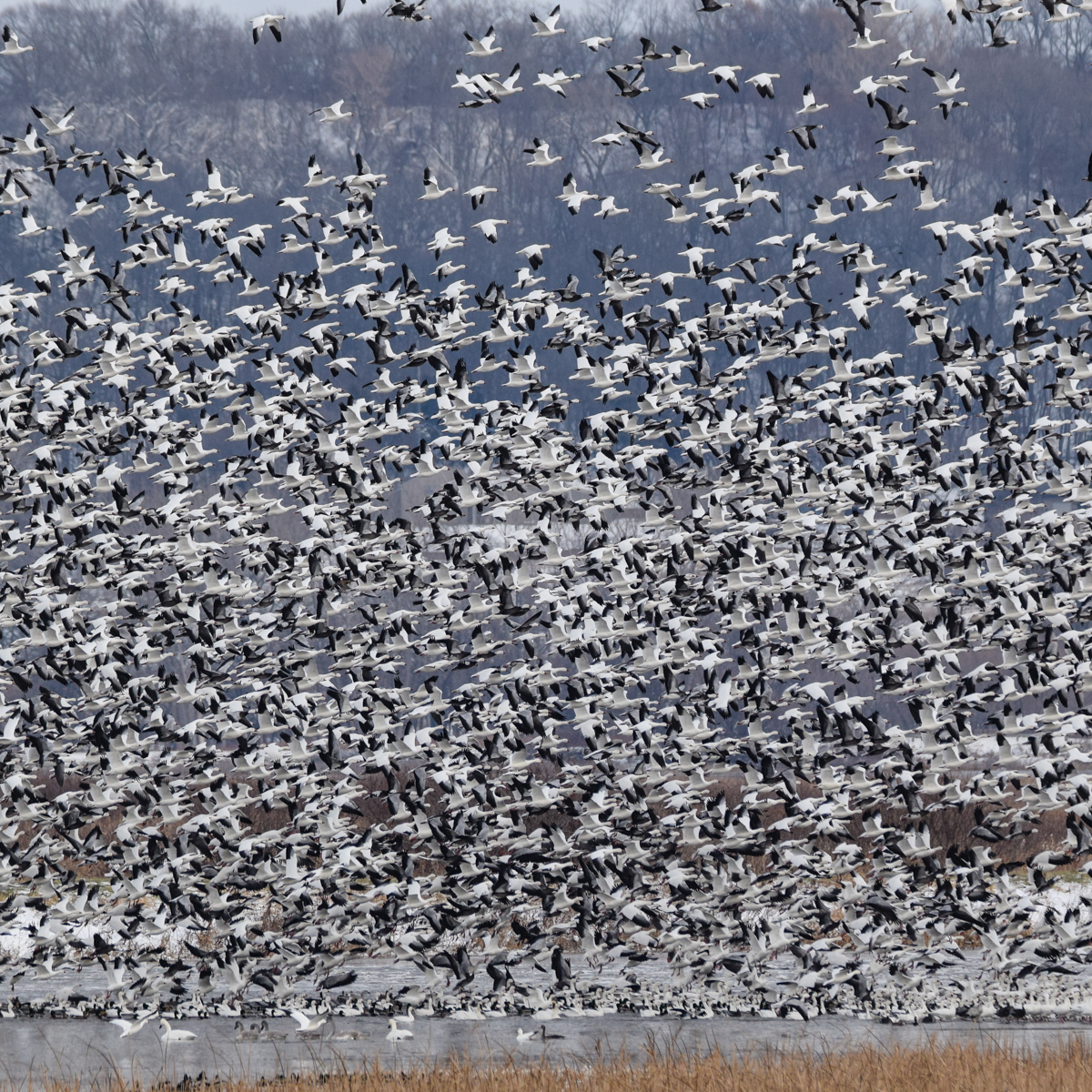 Snow Goose ECaller MP3 Download White Clouds Snows Down Low