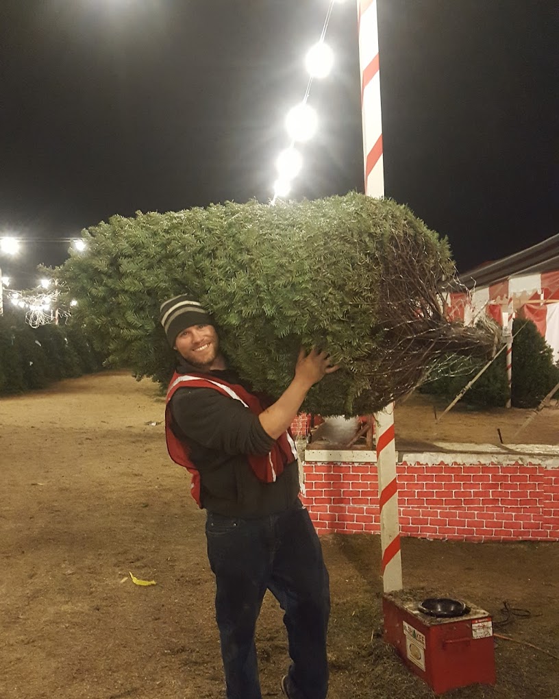 image of flocked trees