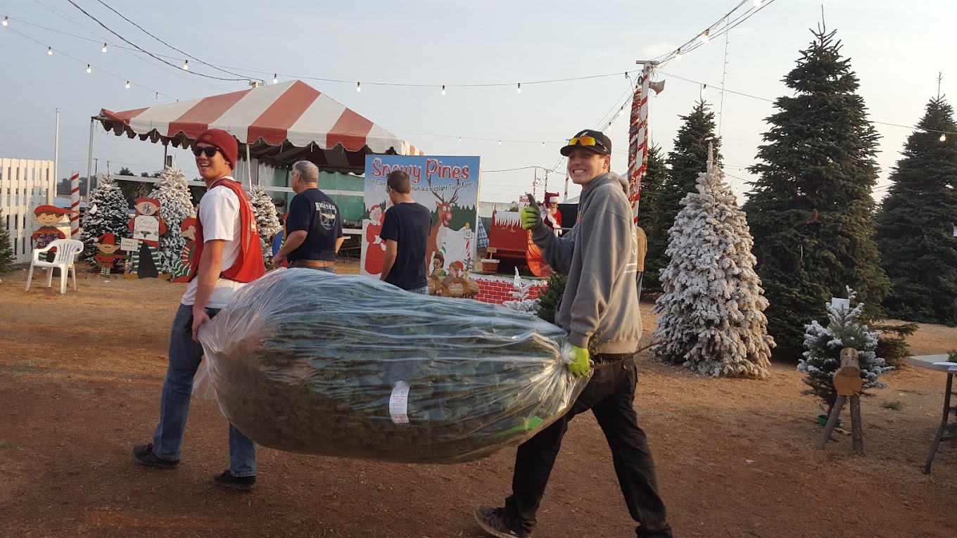 snowy pines employee tying tree to car