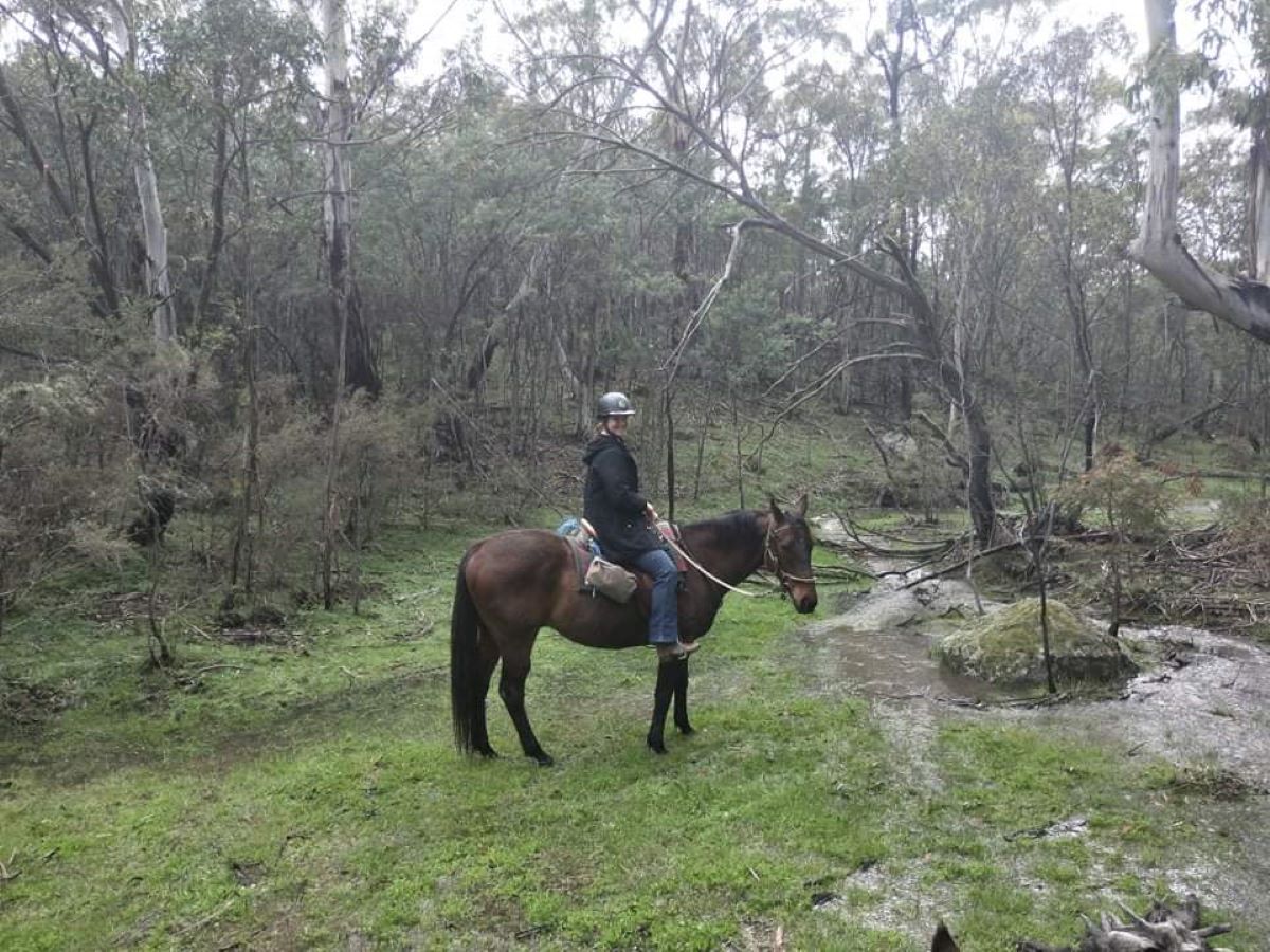 Our Horses Meet Dingo Snowy Wilderness Australia