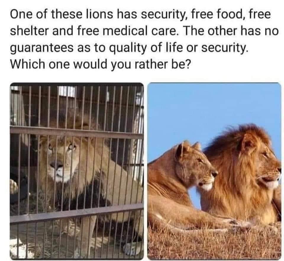 the caged lion needs a mask SnuggleDuck