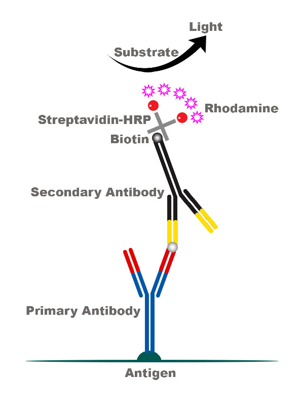 IHC schematic - The Snyder Lab