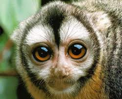 Owl Monkey Fact Sheet | Introduction To Anthropology