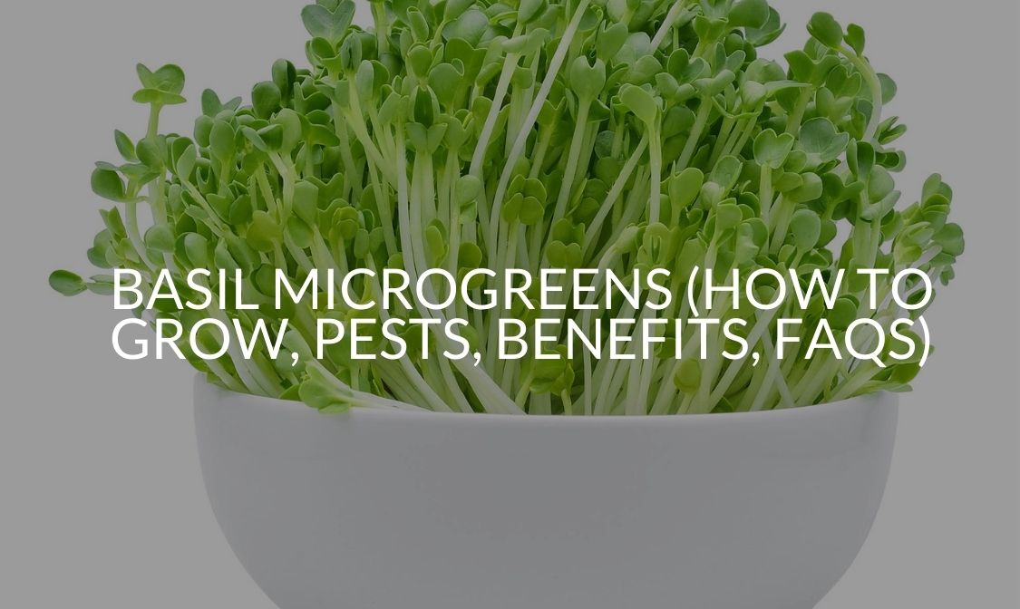 Basil Microgreens (How To Grow, Pests, Benefits, FAQs) Soak And Soil