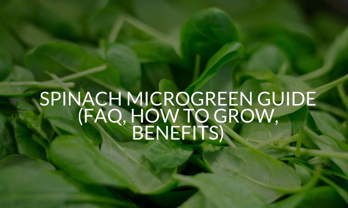 Spinach Microgreen Guide (FAQ, How To Grow, Benefits) Soak And Soil