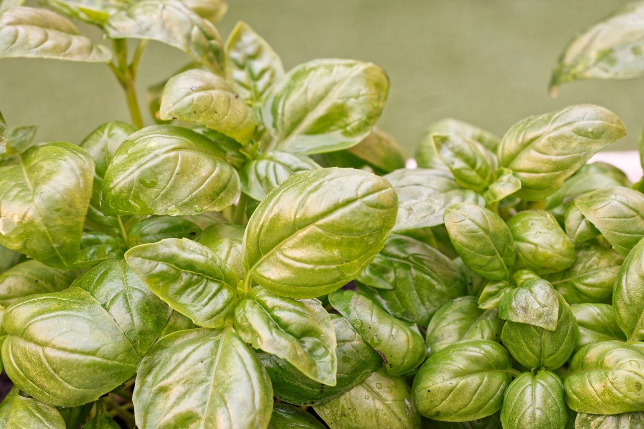 Why Is Your Basil Turning Yellow? (And What To Do About It!) Soak And
