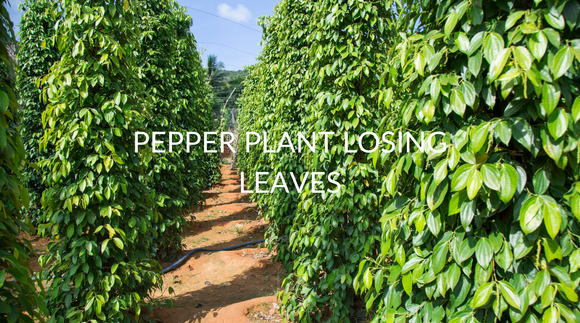 5 Reasons Your Pepper Plant Is Losing Leaves (& What To Do) Soak And Soil