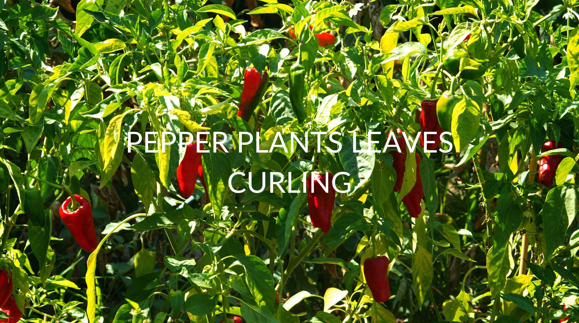 8 Reasons Your Pepper Plants Leaves Are Curling (& What To Do) Soak