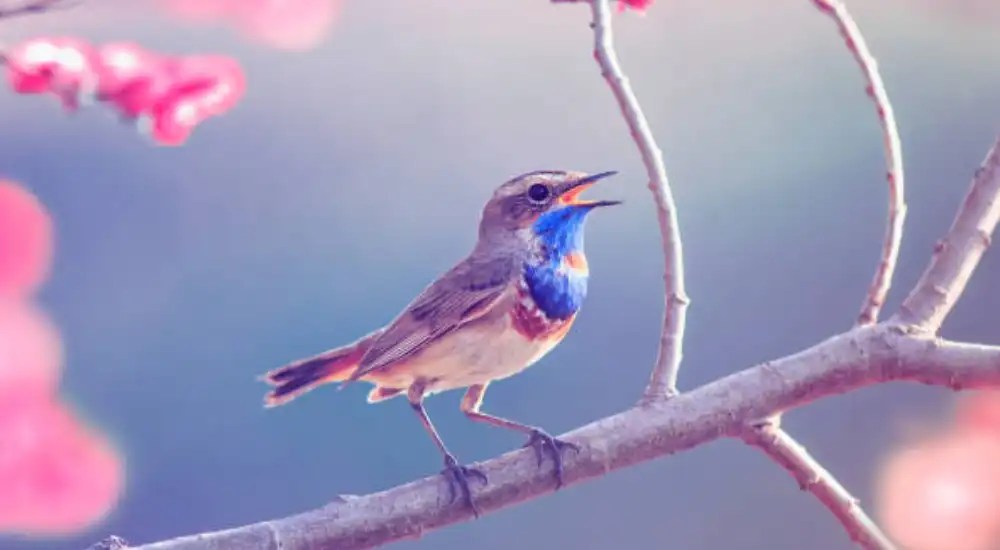 Why Are Birds More Active In the Morning? Soak Petals
