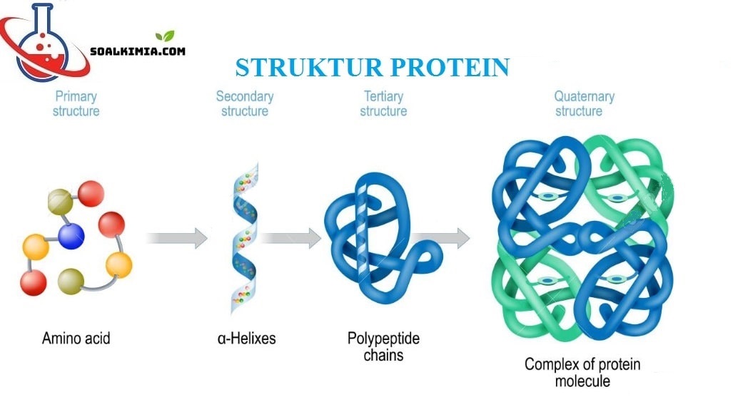 Berikut Merupakan Gugus Ulang Yang Benar Dari Suatu Protein Adalah
