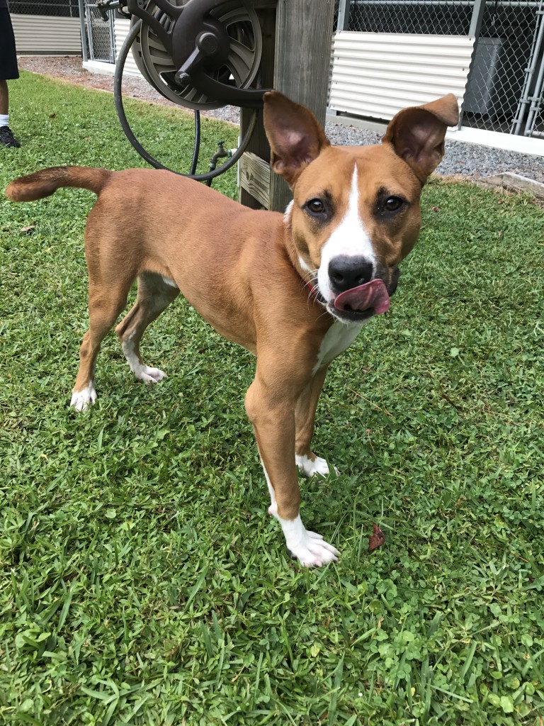 BERNIE (M) SouthportOak Island Animal Rescue