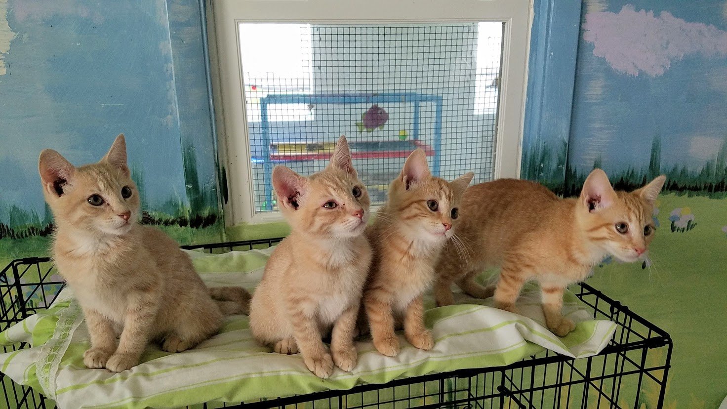 Kittens SouthportOak Island Animal Rescue