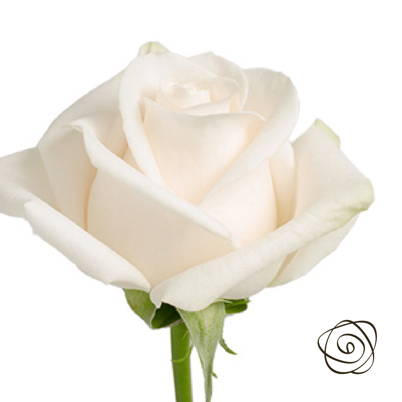 White chocolate (Roses) So^Bella Flowers