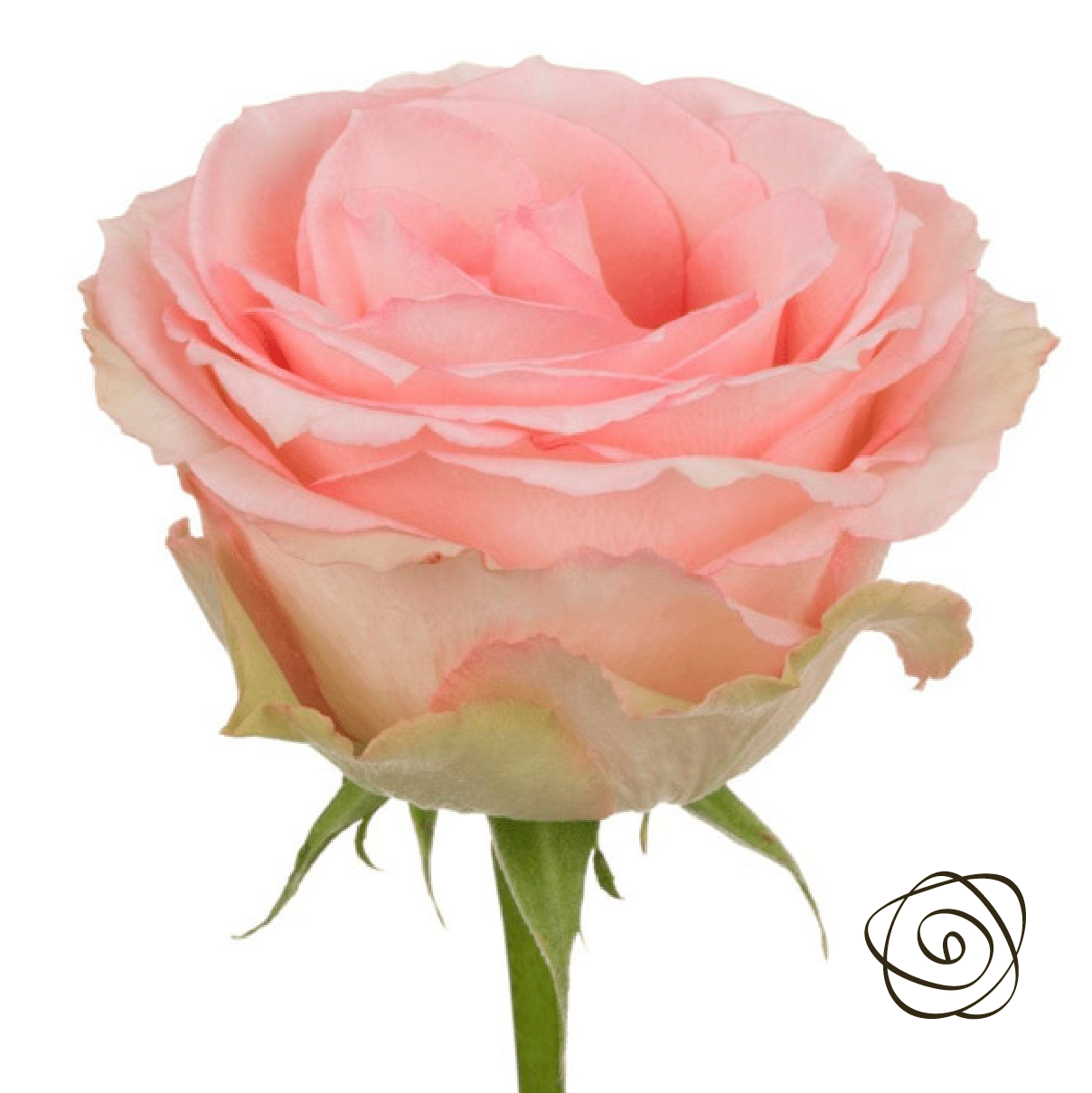 Geraldine (Roses) So^Bella Flowers