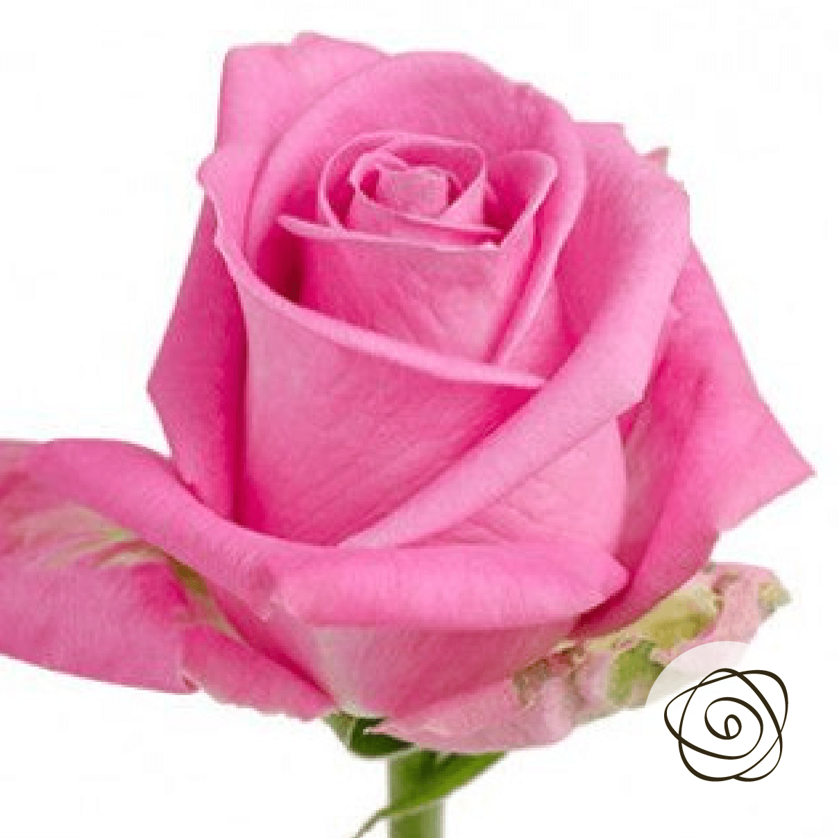 Soulmate (Roses) So^Bella Flowers