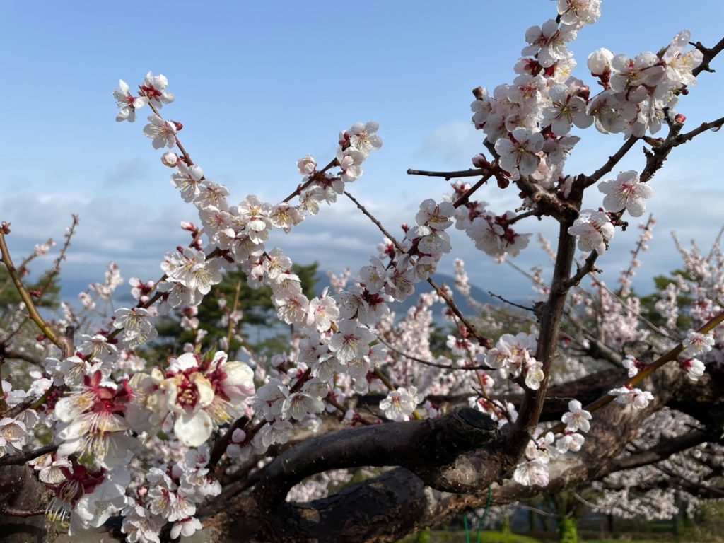 ＊現在見頃＊壮瞥公園『梅の花だより2021』5月8日(土)開花指数97％ 洞爺湖のある町北海道壮瞥町観光ブログ｜そうべつ観光協会