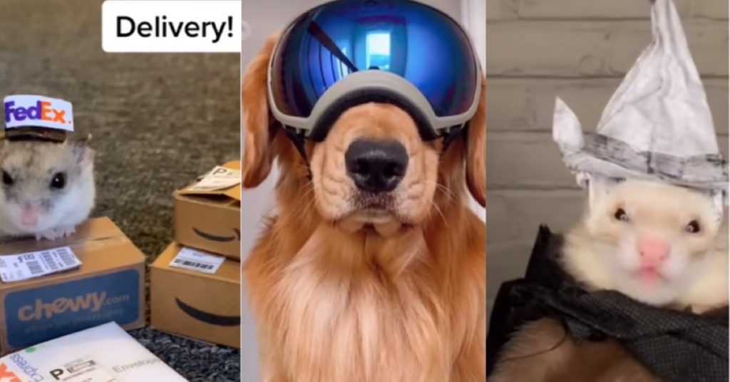 The 12 Best TikTok Animal Accounts 2021 You Have To Follow So Binge