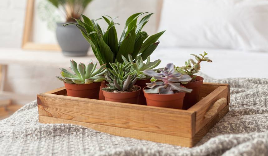 7 plantes à mettre dans sa chambre pour mieux dormir So