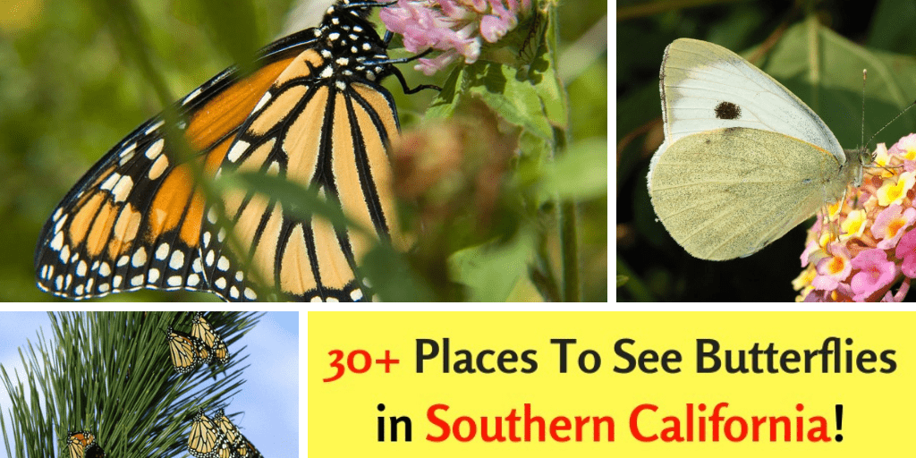 30+ Places To See Butterflies in Southern California SoCal Field Trips