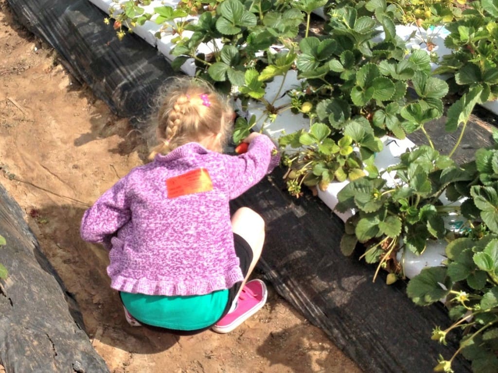 20+ Best Family Farms Near Los Angeles (Updated for 2023) SoCal Field