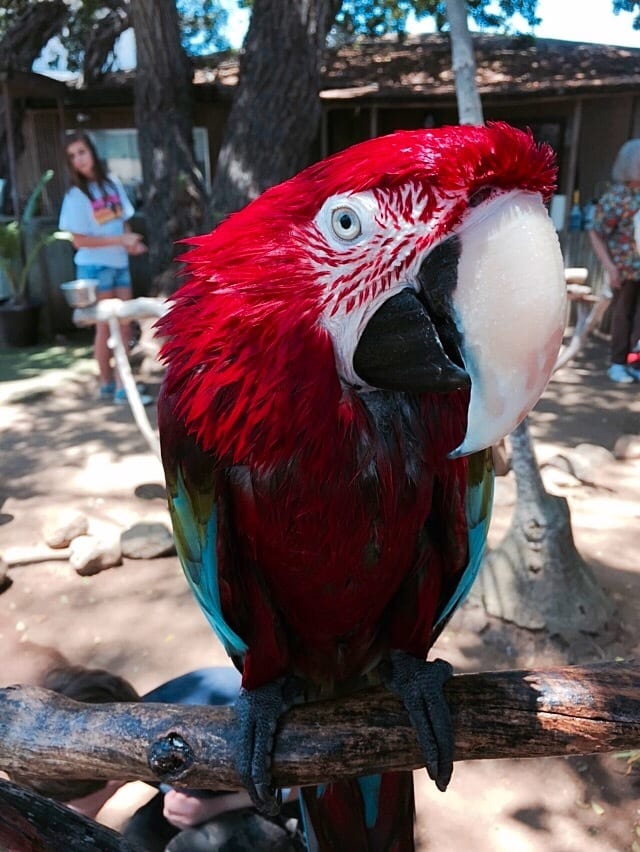 Visit The Unique Free Flight Exotic Bird Sanctuary in Del Mar