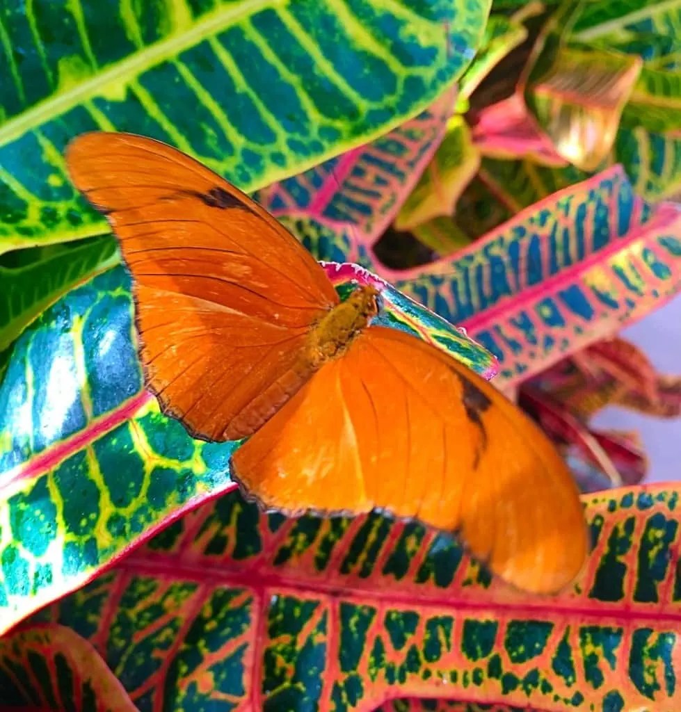 A Visit To Butterfly Wonderland, America's Largest Butterfly Atrium