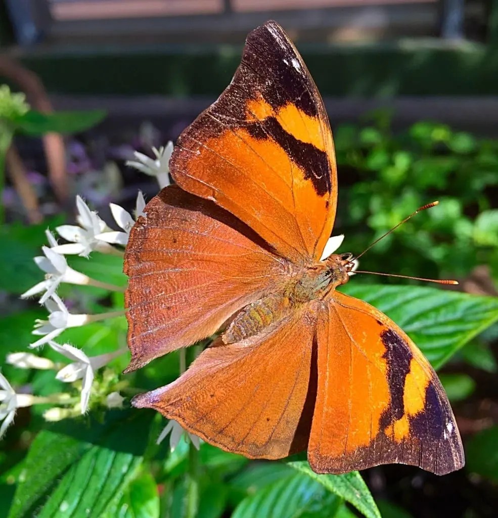 A Visit To Butterfly Wonderland, America's Largest Butterfly Atrium