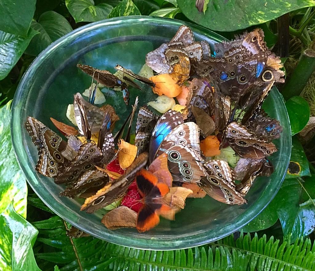 A Visit To Butterfly Wonderland, America's Largest Butterfly Atrium