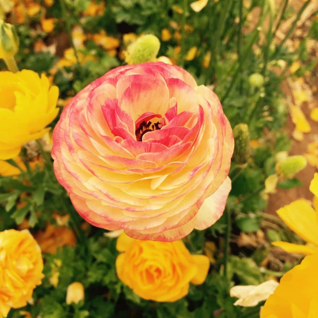 Best Time to Visit Carlsbad Flower Fields SoCal Field Trips