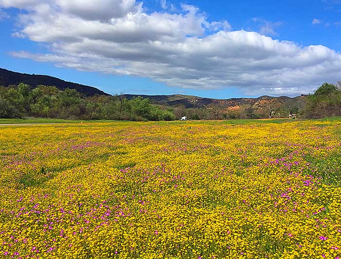 20+ Places To See Wildflowers Near Los Angeles in 2024 SoCal Field Trips