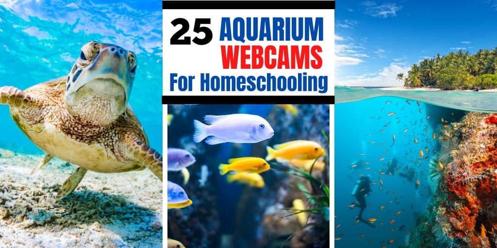 25 Live Aquarium cams For Homeschooling SoCal Field Trips