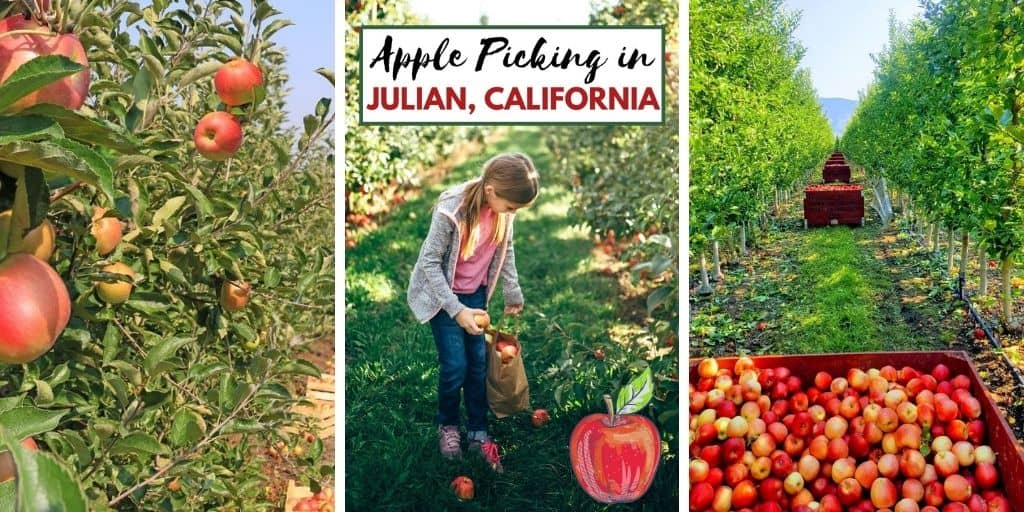 Best Tips For Julian Apple Picking SoCal Field Trips