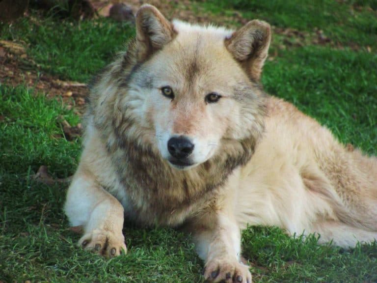 Visit The California Wolf Center in Julian SoCal Field Trips