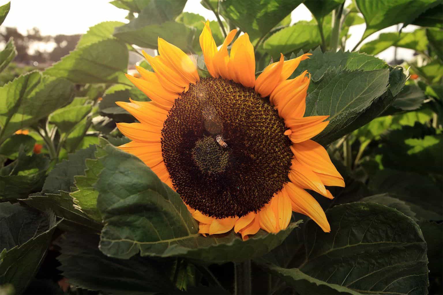 UPick Sunflower Fields in Southern California SoCal Field Trips