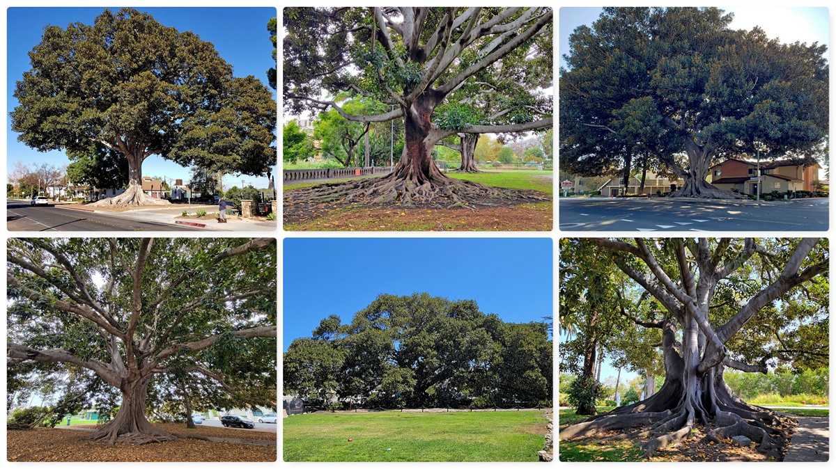 Moreton Bay Figs SoCal Landmarks