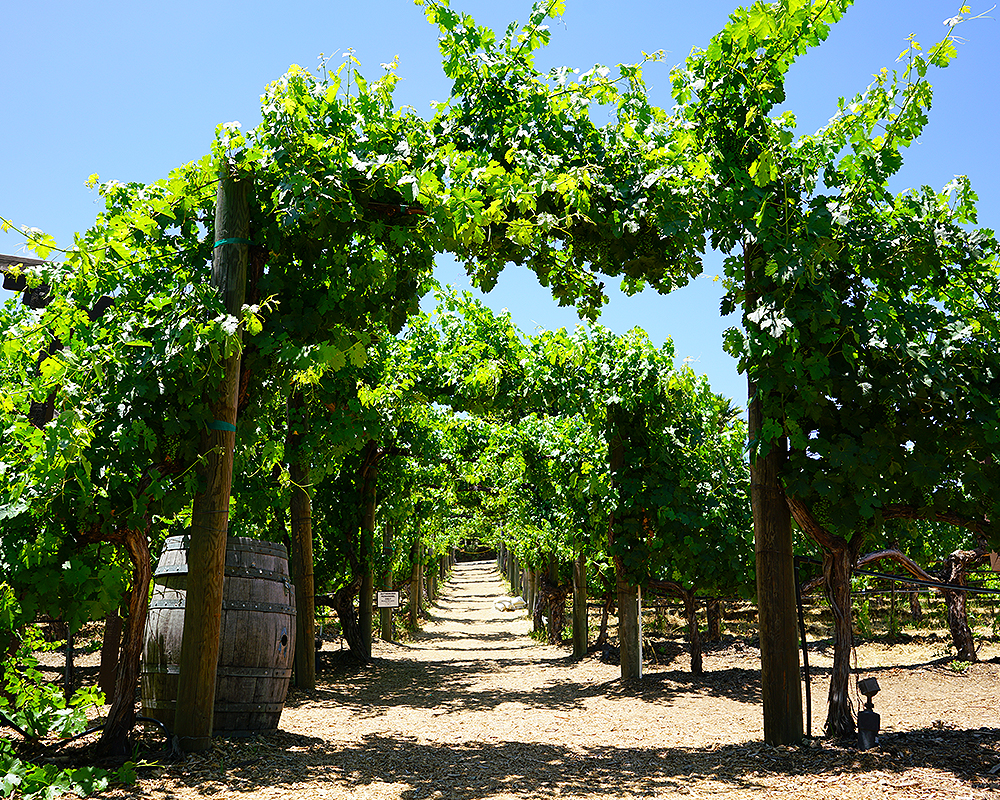 Temecula Valley Southland's Premier Wine Country