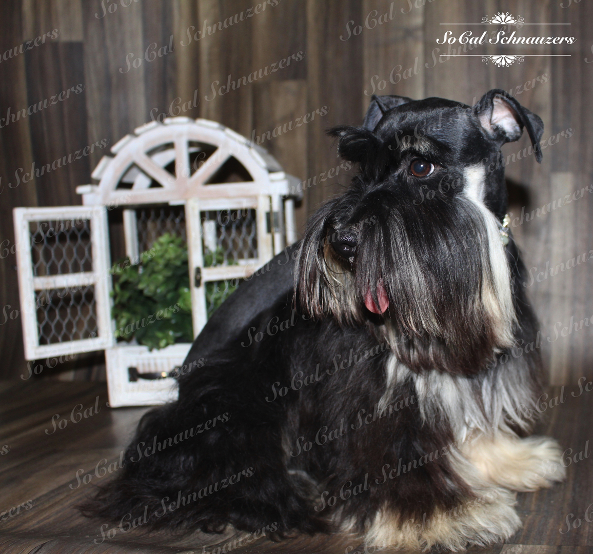 What Is A Mega Coated Schnauzer